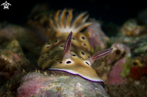 A Hypselodoris tryoni nudibranch