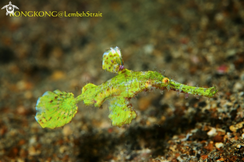 The Halimeda Ghost Pipefish (Solenostomus halimeda)