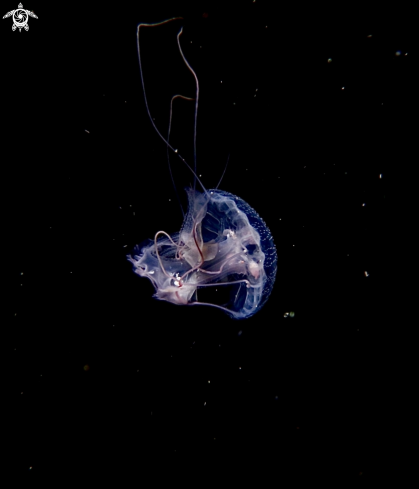 A Jelly fish