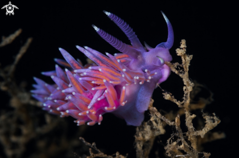 A Pink flabellina nudibranch