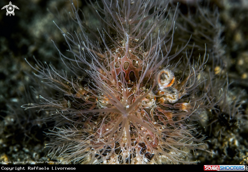 A Hairy frog fish