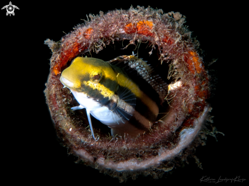 A Petroscirtes breviceps  | Blenny