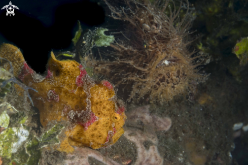 A Hairy and Spotfin Frogfish