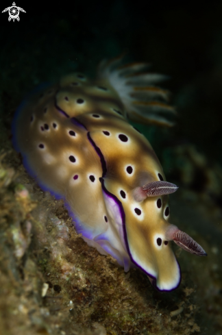 A Hypselodoris Tryoni nudibranch