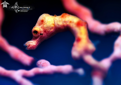 A Pygmy Seahorse Denise