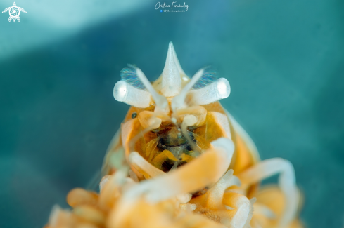 A Coral wihip shrimp