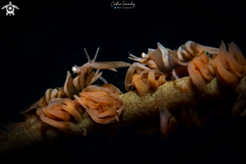 A Dasycaris zanzibarica | Whip coral shrimp