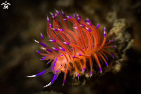 A Flabellina nudibranch