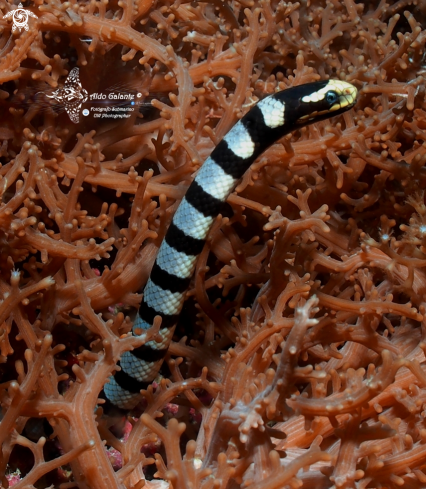 A Laticauda colubrina (Schneider, 1799) | Sea Snake