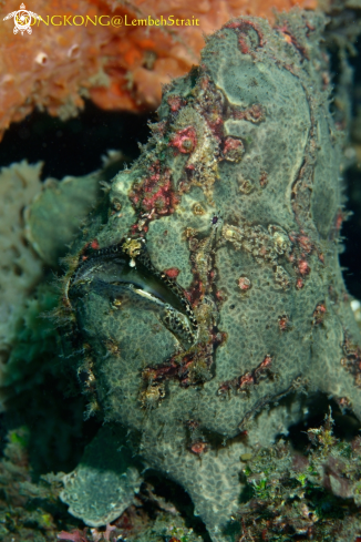 A Painted Frogfish