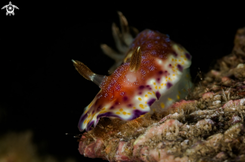 A Goniobranchus collingwoodi nudibranch