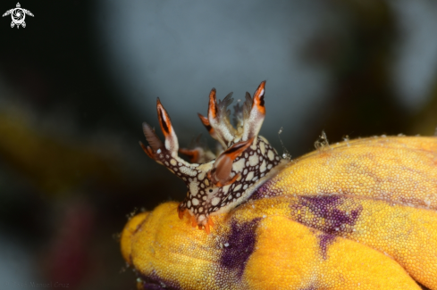 A Bornella anguilla | Eel Bornella