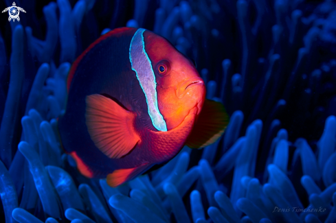 A  Amphiprion frenatus | CLOWN FISH