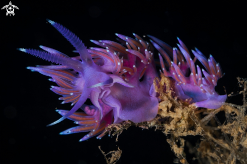 A Purple flabellina nudibranch