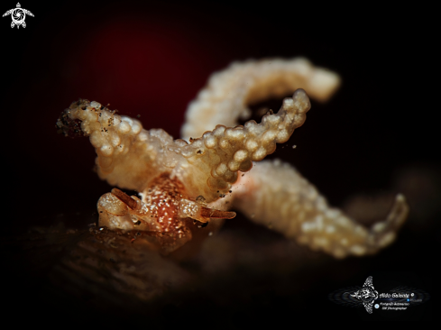 A Nudibranch