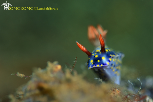 A Nudibranch (Hypselodoris infucata)