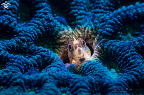 A Blenny Fish