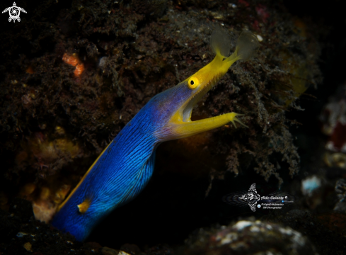 A Ribbon Eel