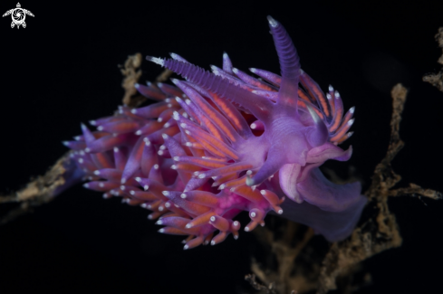 A Flabellina nudibranch