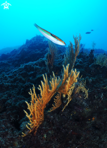 A Eunicella cavolini | Eunicella cavolini