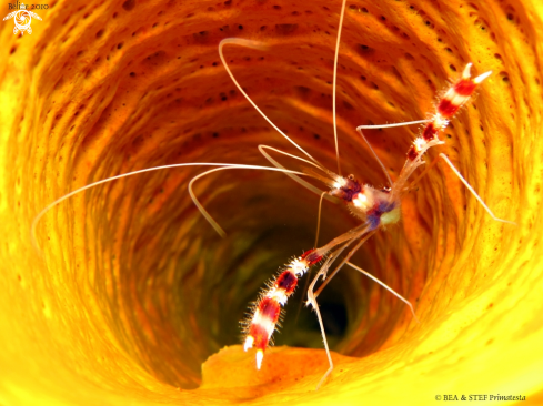 A Banded shrimp