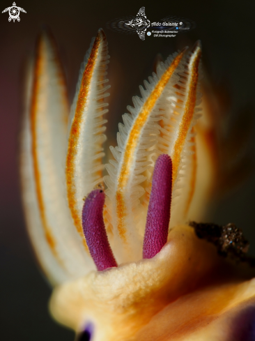 A Nudibranch - Copepod Parasite Eggs