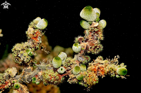 A Tunicates