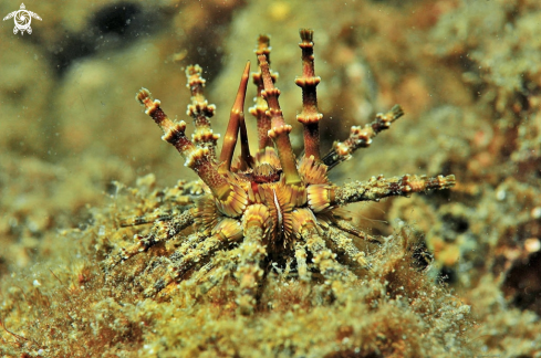 A sea urchin