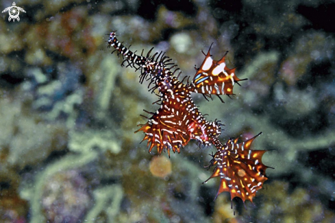 A ghost pipefish