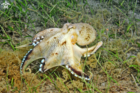 A octopus