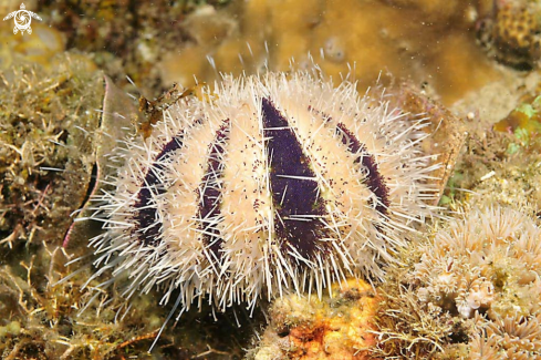 A sea urchin