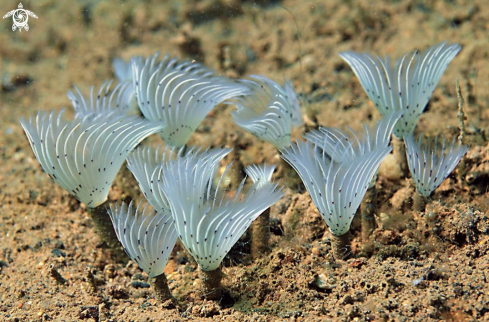 A tube worm