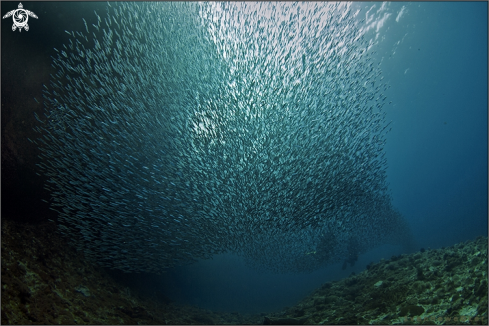 A Sardines and Divers
