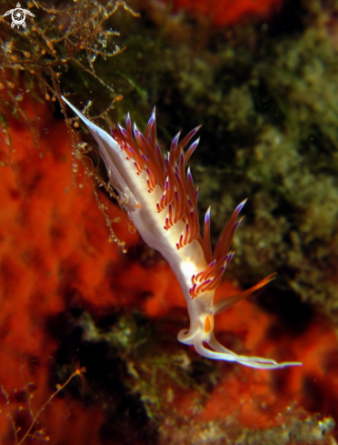 A cratena peregrina | nudibranchio