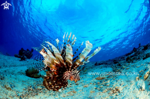 A lionfish