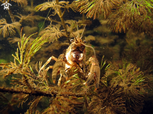 A Astacus astacus | crayfish