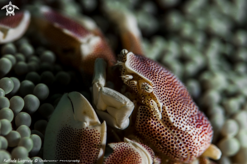 A Porcelain crab