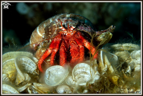 A hermitcrab