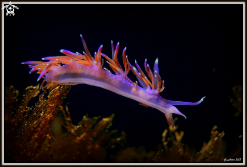 A Nudibranch