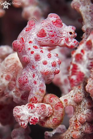 A Pigmy seahorse