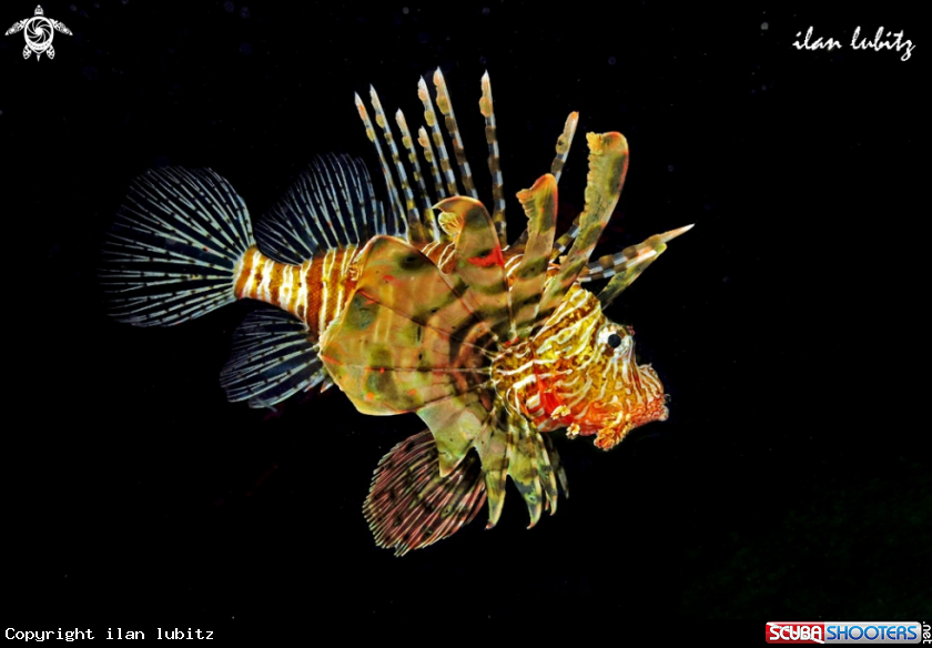A lionfish