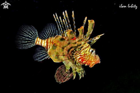 A lionfish