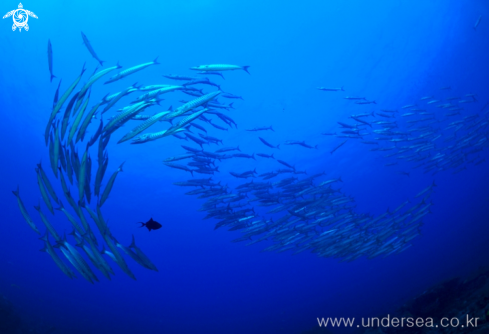 A barracuda