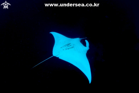 A Mantaray