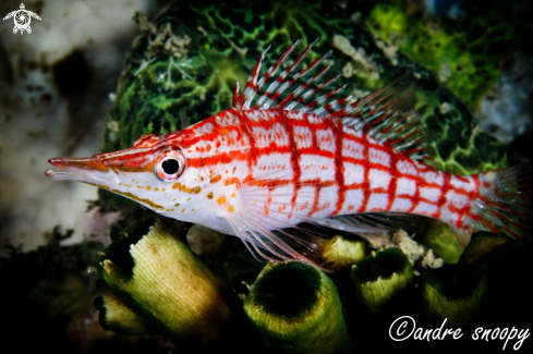 A Long Nose Hawkfish