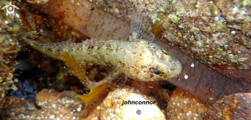 A Gobius bucchichi | Gobie Moucheté