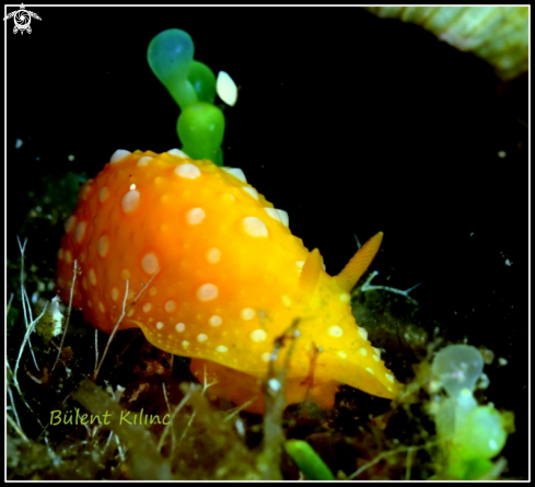 A mouse nudi