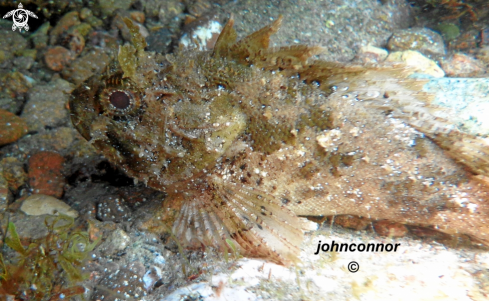 A Scorpaena scrofa | Rascasse