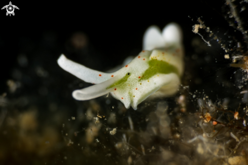 Elysia timida nudibranch