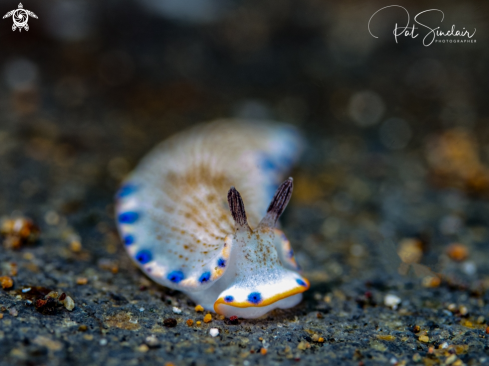 A Dermatobranchus caeruleomaculatus | nudibranch